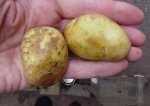 international kidney potatoes
